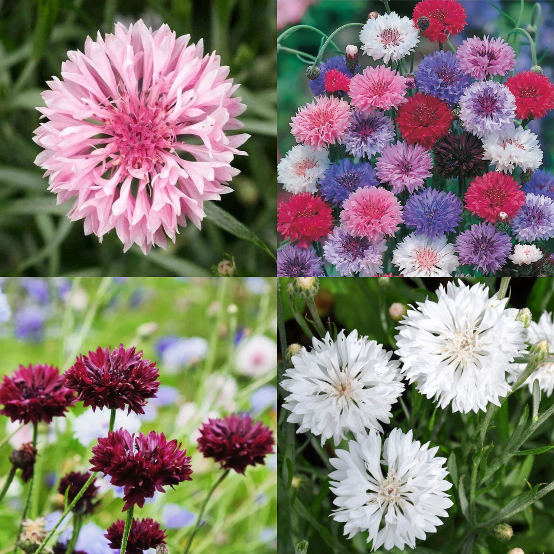 Cornflower Plants