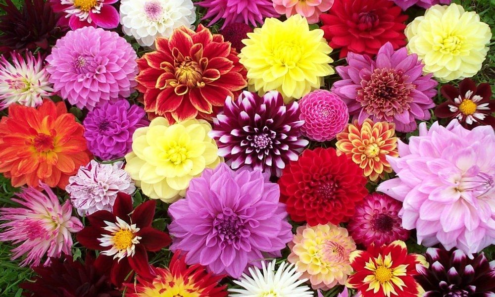 Premium varieties Dahlia Collection
