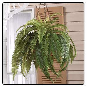 Shop Outdoor Décor
