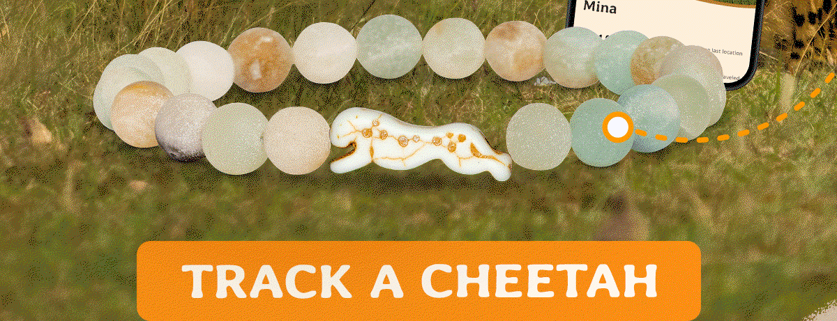 Track a cheetah with the Sprint Bracelet and support their conservation in the wild before Cheetah Palooza closes for good. 