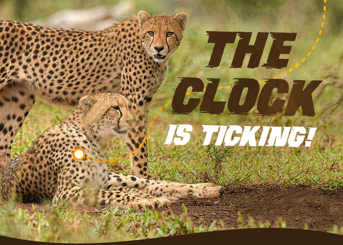 The limited edition cheetah t-shirt is only available for 24 more hours and once Cheetah Palooza closes it is gone for good. Shop the shirt now and support wildlife conservation with every purchase.