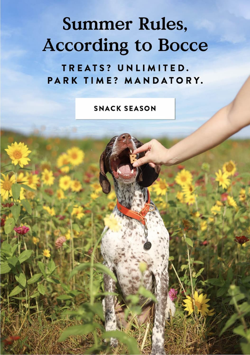 Shop Summer Treats