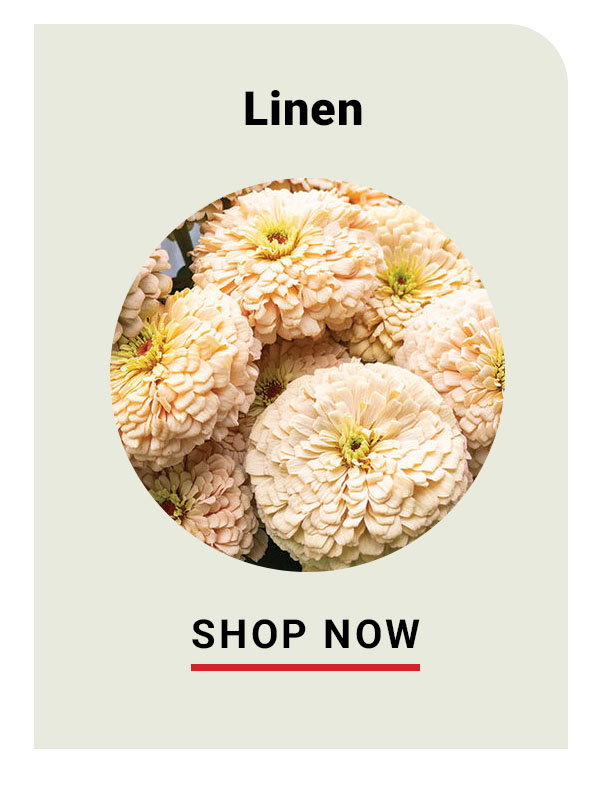 Linen Zinnia
