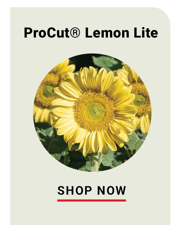 ProCut Lemon Lite sunflower
