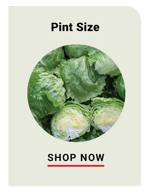 Pint Size Iceberg