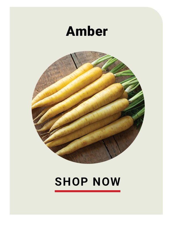 Amber carrot
