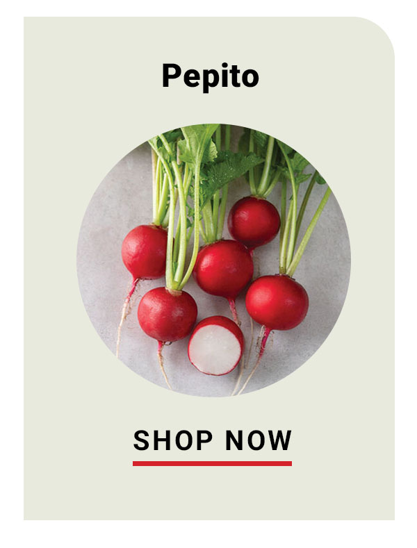 Pepito radish