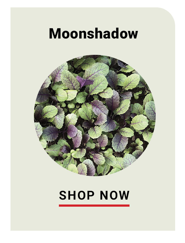 Moonshadow kale