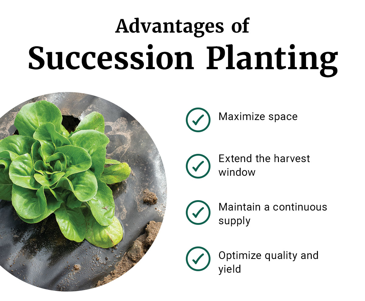Advantages of Succession Planting - Maximize space, extend the harvest window, maintain a continuous supply, optimize quality and yield