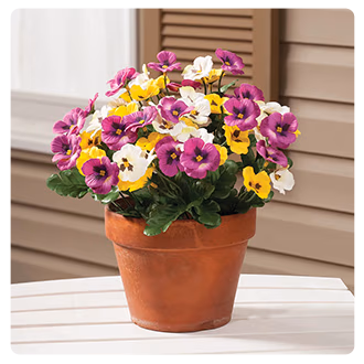 Pansy Bushes, Set of 3 by OakRidge™