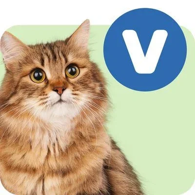 Cat vet food