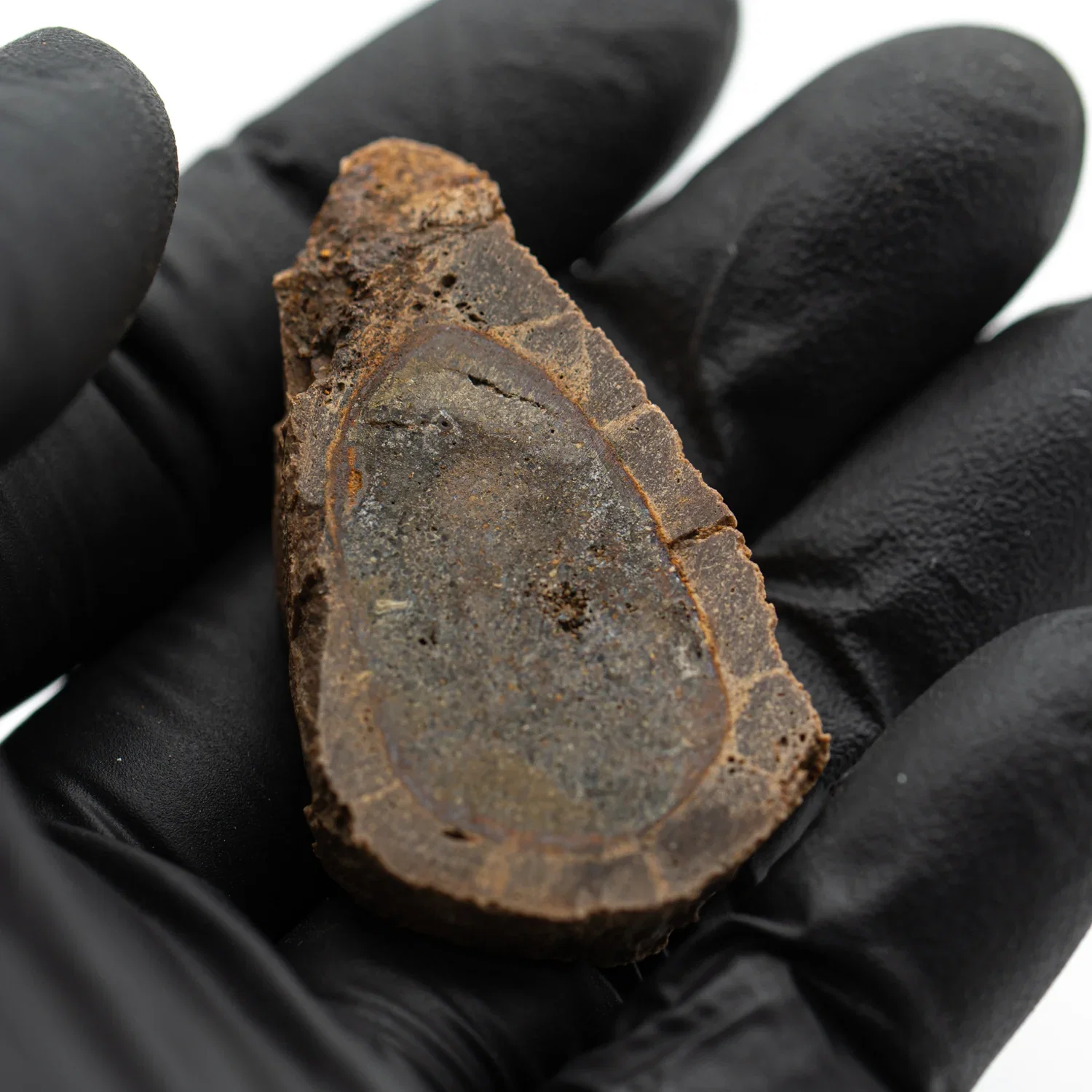 Image of Raptor Bone - 1.712" Fossil Fragment