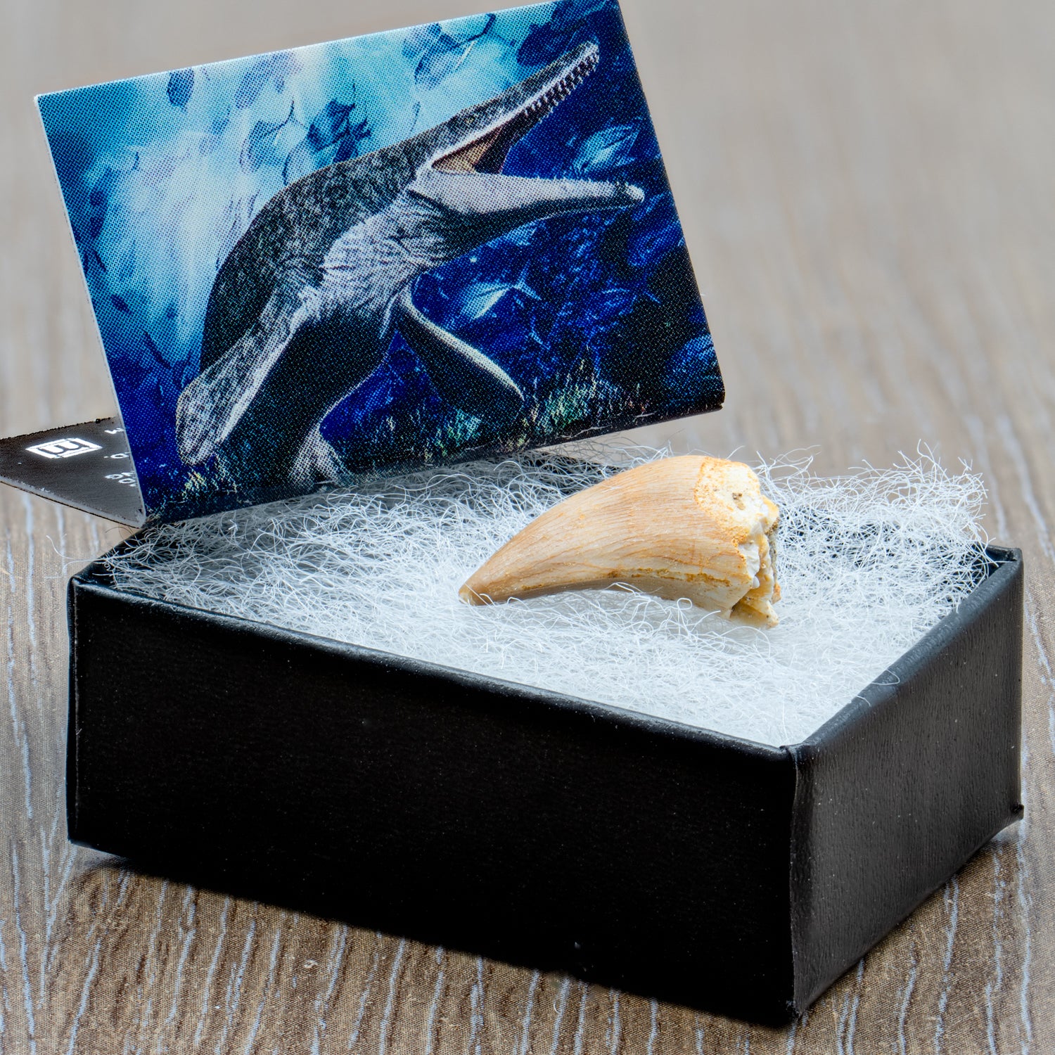 Image of Mighty Mosasaur Pocket Fossil