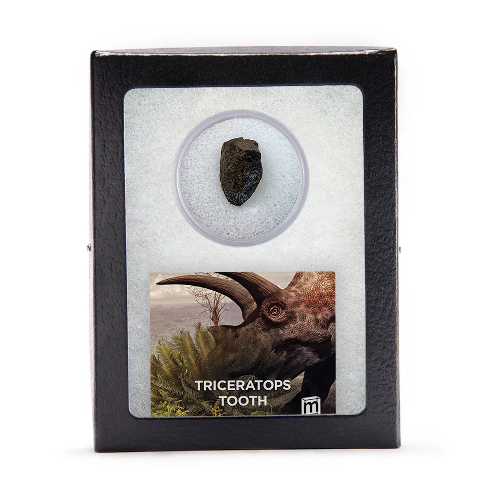 Image of Triceratops Tooth