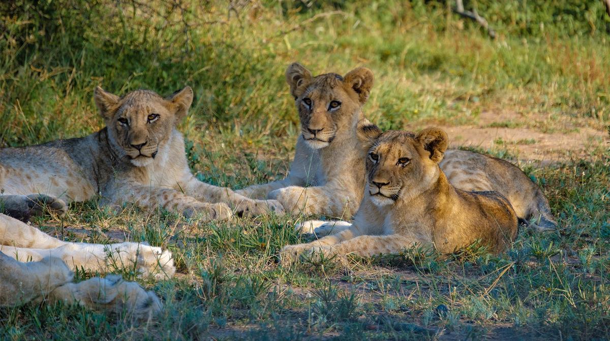 Limited Time Offer: Premium 12-Day Southern Africa Iconic Blue Train Journey + 3-Night All-Inclusive Hwange Safari Stay