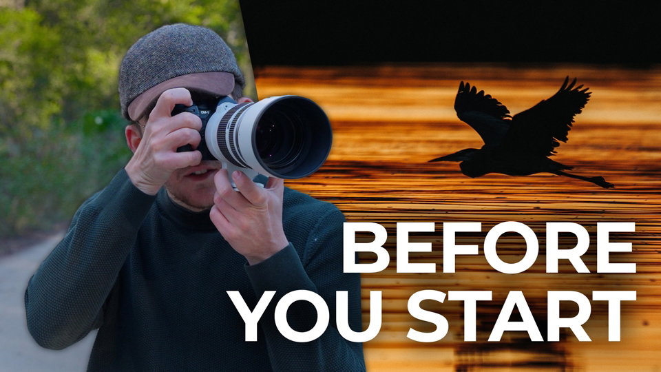 Everything Beginners Should Know Before Trying Bird Photography