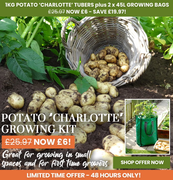 Potato Growing Kit