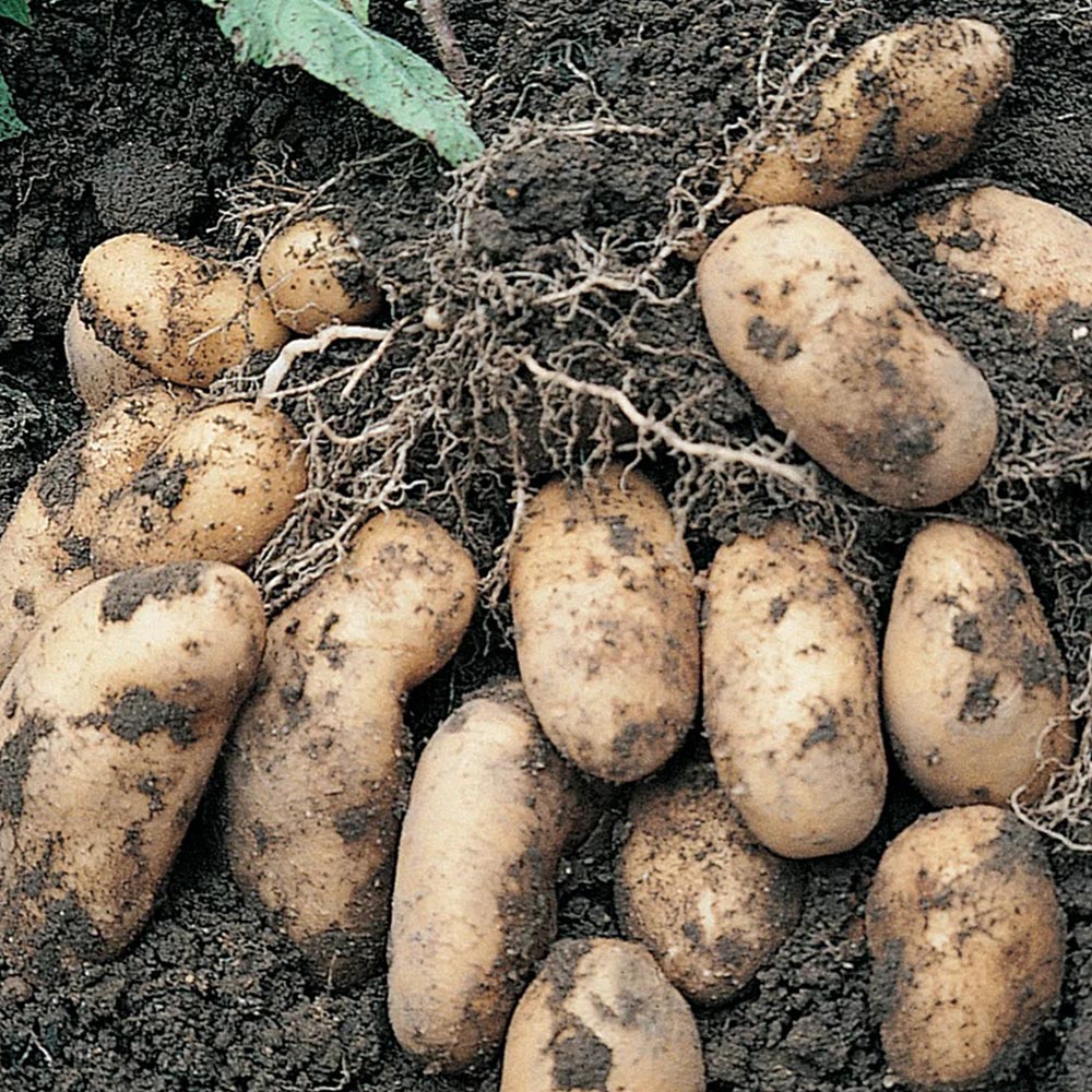 Potato 'Nicola'