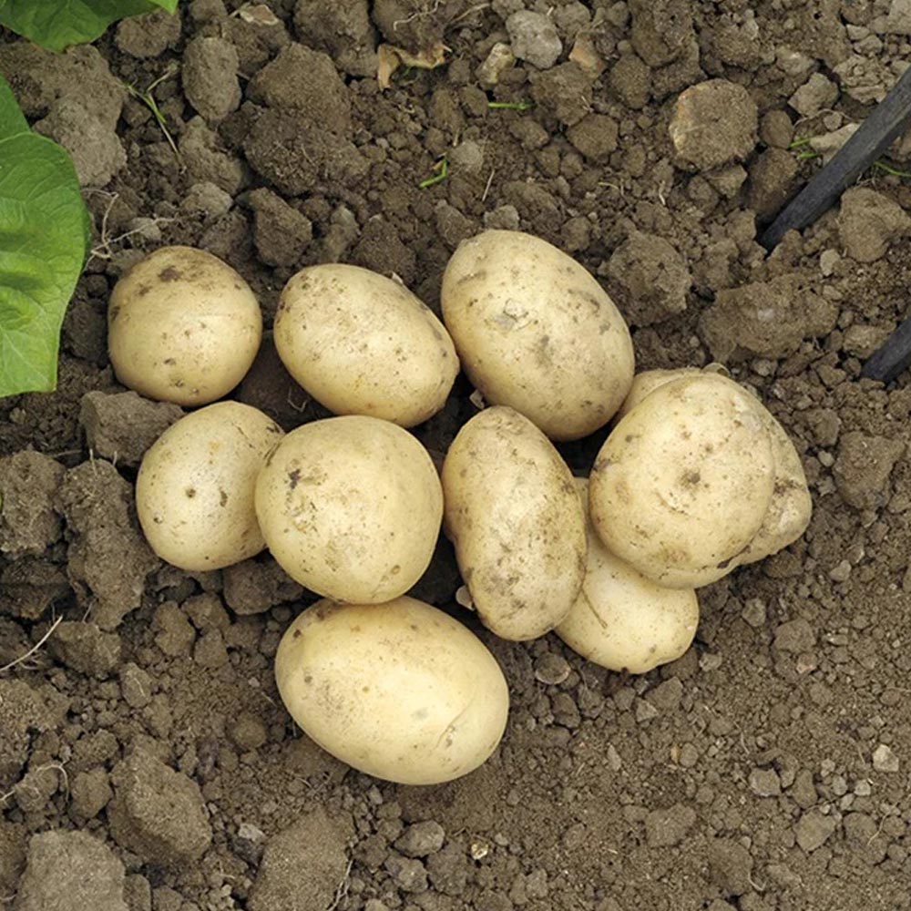 Potato 'Pentland Javelin'