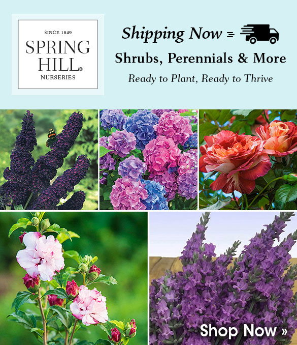 Plants Shipping Now