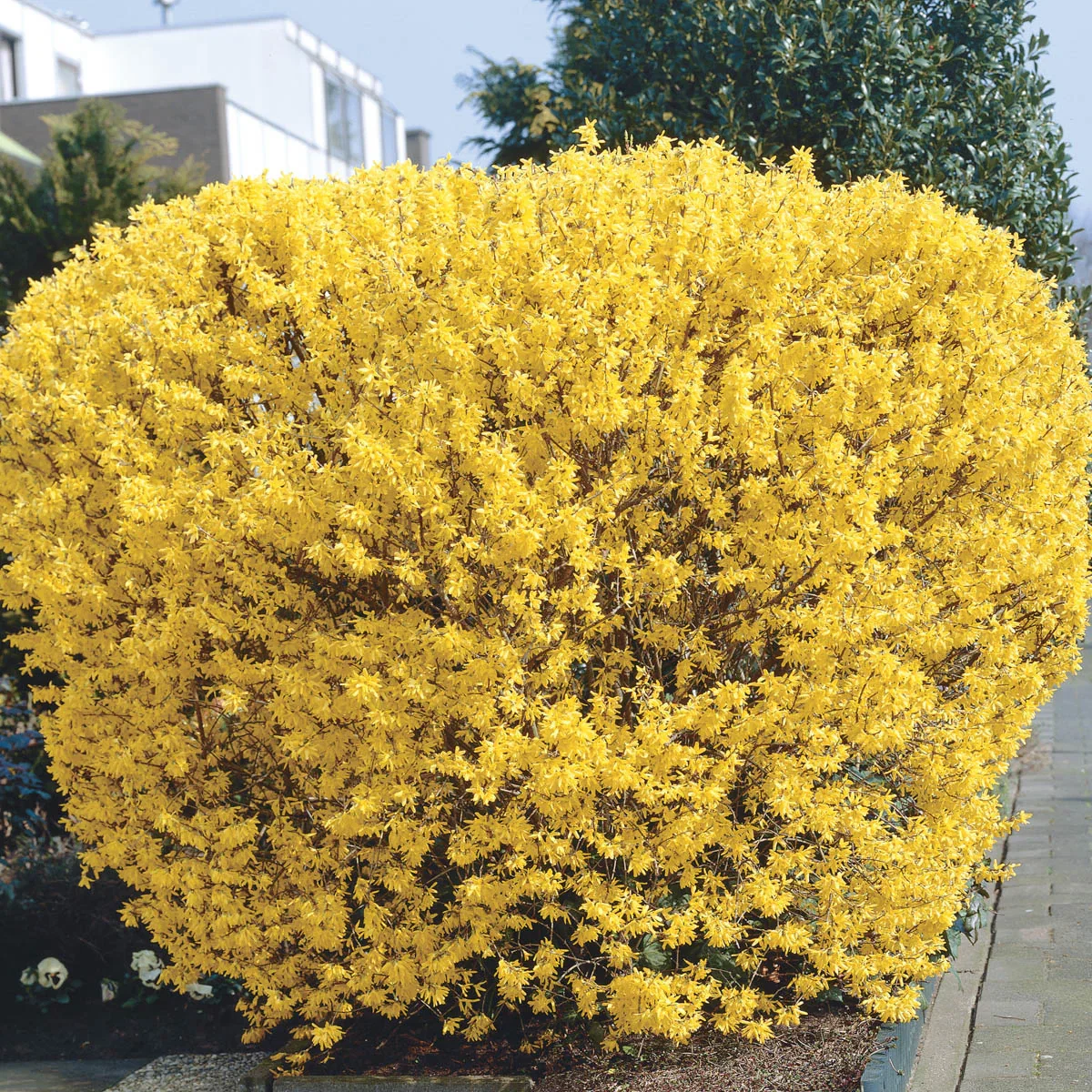 Lynwood Gold Forsythia
