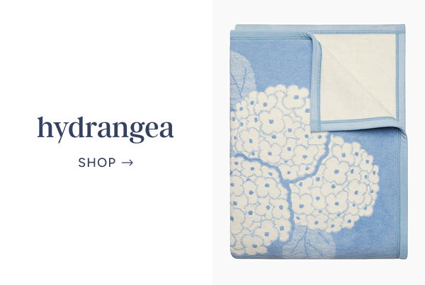 Hydrangea