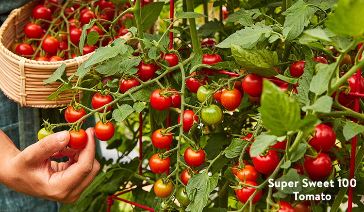 Cherry Tomatoes
