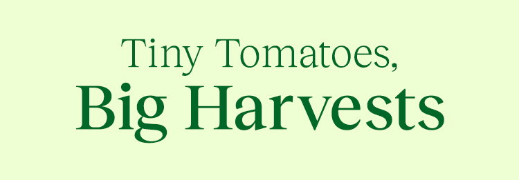 Cherry Tomatoes