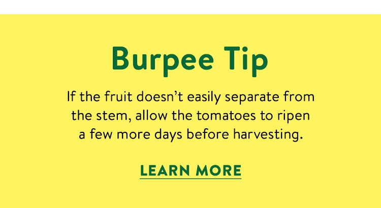 Secrets to Successful Tomato Harvests