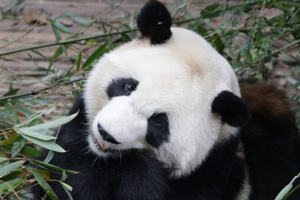 Giant Panda
