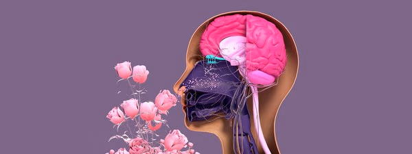 When the ability to smell goes away | Knowable Magazine