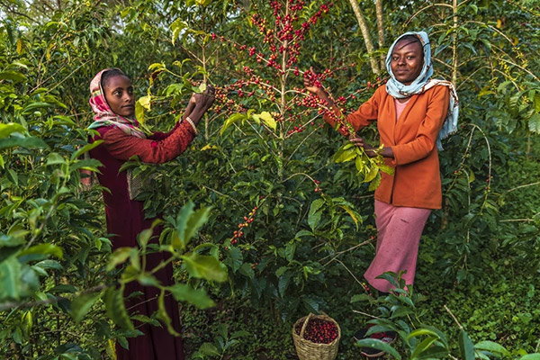 Two young African women collecting red coffee berries from a coffee plant growing in a wild setting in Ethiopia.