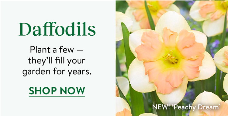 Daffodil Bulbs