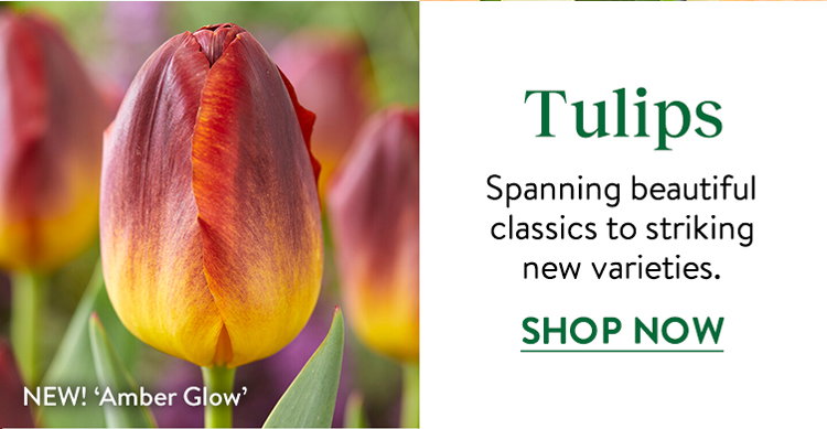 Tulip Bulbs