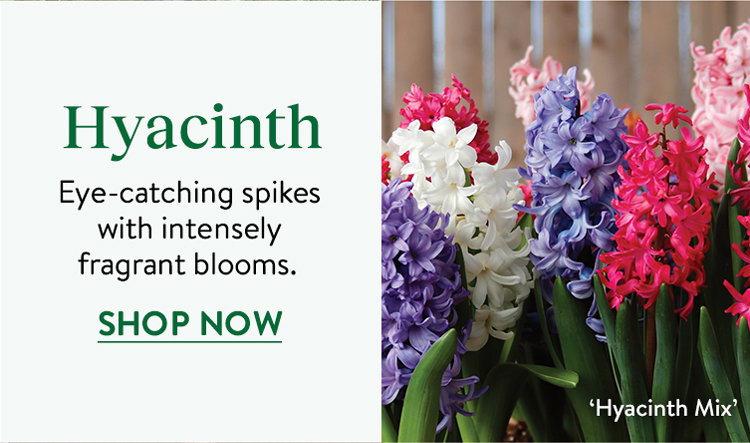 Hyacinth Bulbs