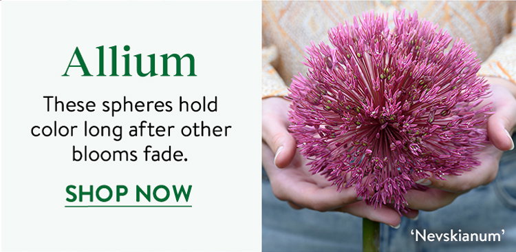 Allium Plants and Bulbs