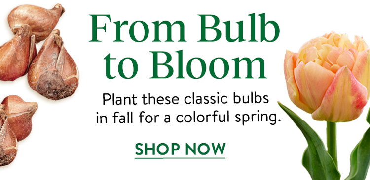 Flowering Bulbs
