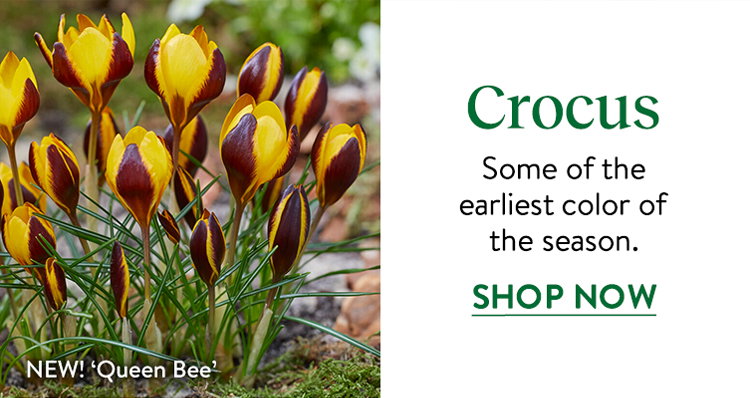 Crocus Bulbs