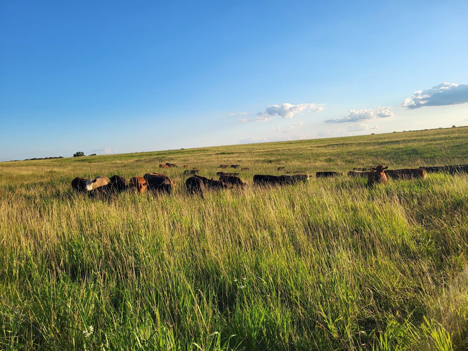 Missouri's Native Prairie