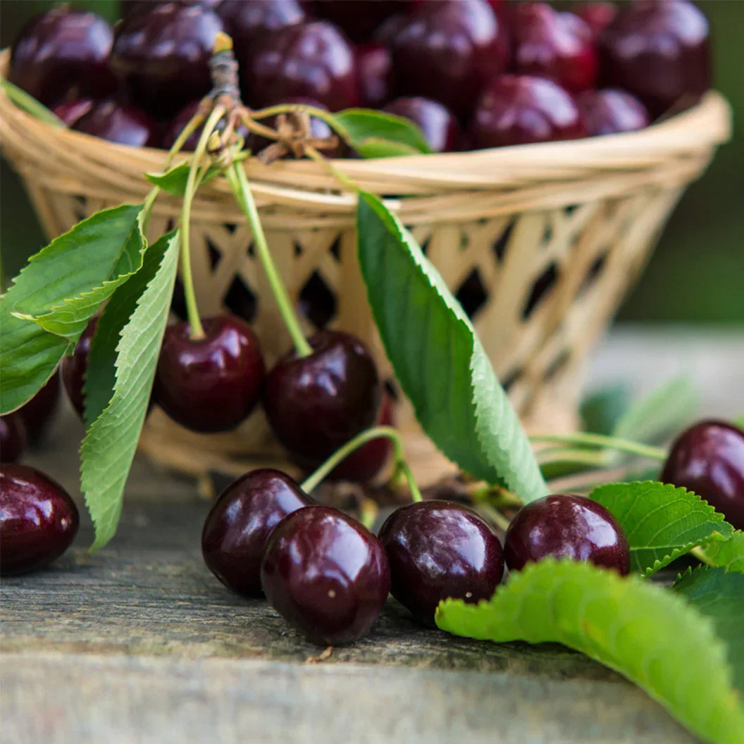 Image of Bing Cherry Tree
