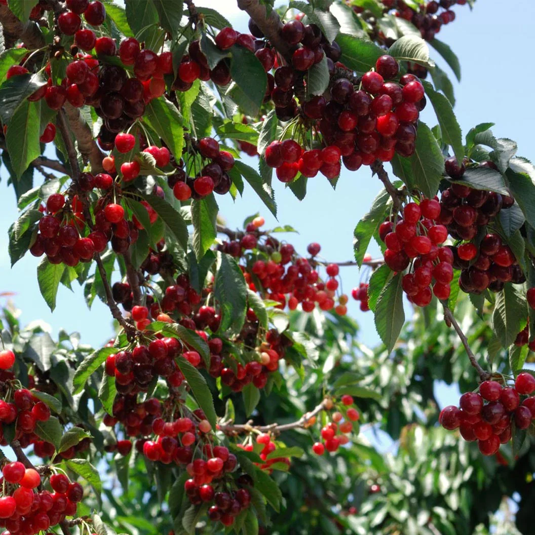Image of Stella Cherry Tree