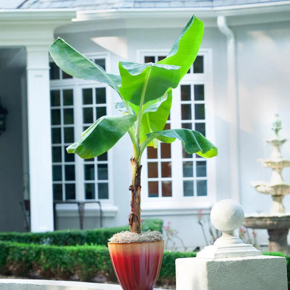 Image of Ice Cream Banana Tree