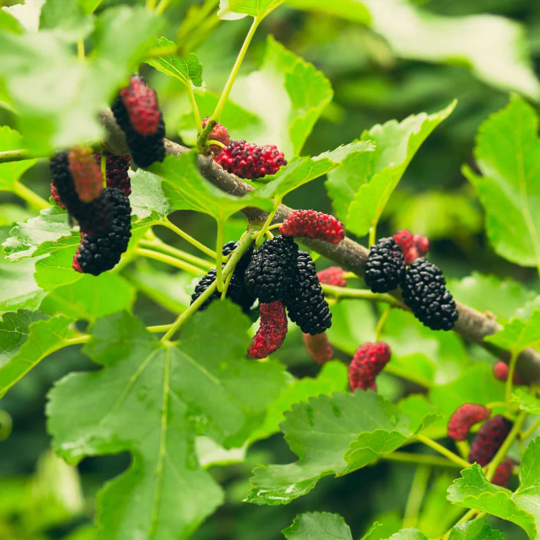 Image of Everbearing Mulberry Bush