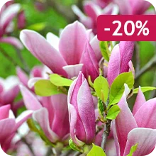 Magnolia de Soulange