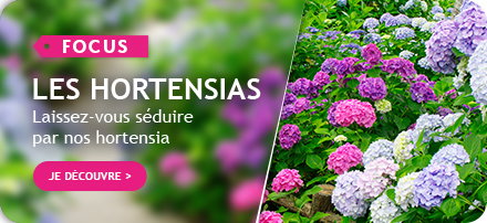 Focus sur les hortensias