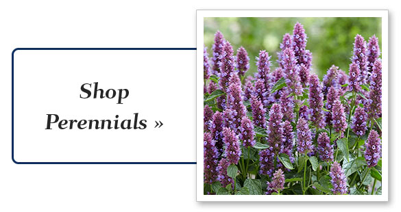Shop Shrubs & Hedges