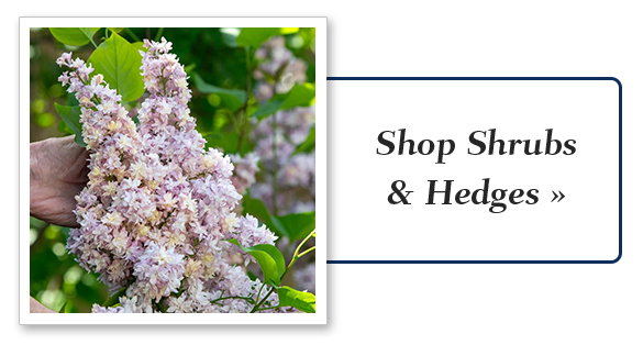 Get Your Spring Order In