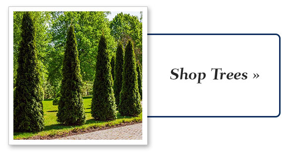 Shop More