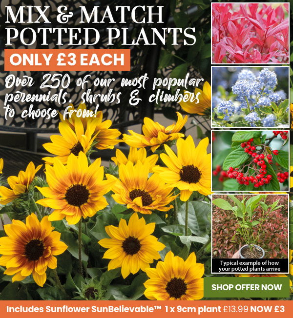 Mix & Match Potted Plants