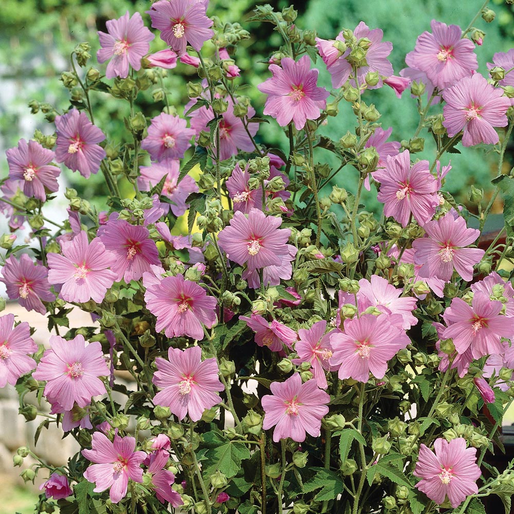 Lavatera 'Rosea'